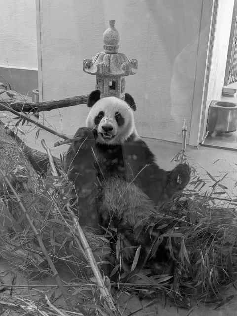 Panda