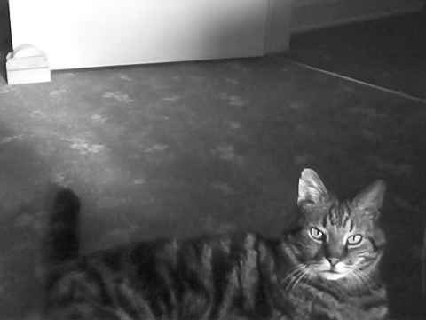 Paddy, Pauline's cat